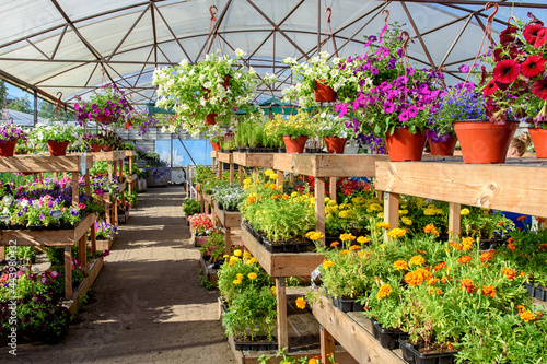 Blooming flowers in pots and on shelves in the garden center