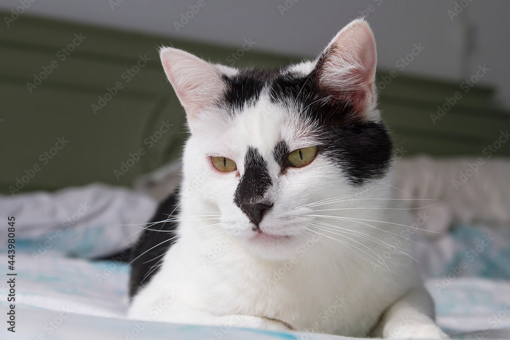 A black and white cat with a black nose resting at home