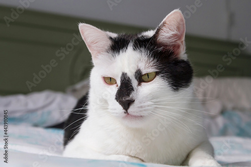 A black and white cat with a black nose resting at home © Imagenatural