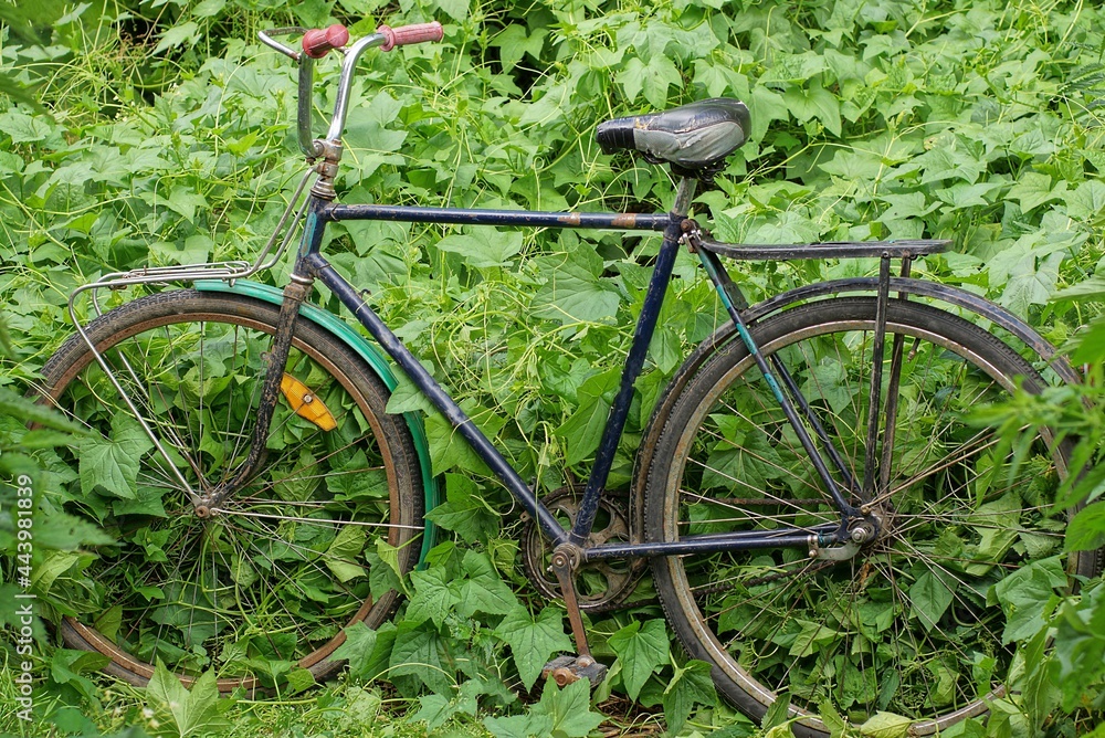 one old black retro bicycle stands in green grass and vegetation on the street in nature