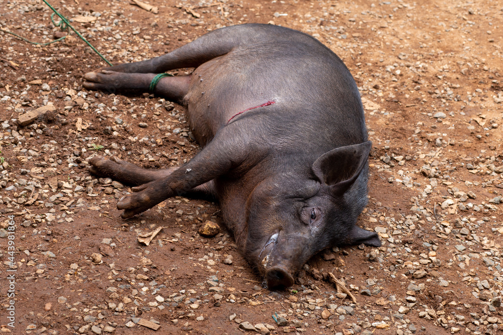The poor big fat boar was shot and bled. Wild animals caught by hunters Ideas to End Wild Hunting and Conservation of Wildlife in Thailand The poor big fat boar was shot and bled. Wild animals caught by hunters Ideas to End Wild Hunting and Conservation of Wildlife in Thailand