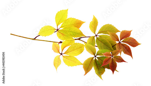Twig with colorful autumn l...