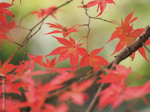 赤くなった紅葉