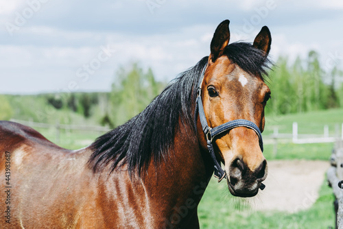 Portrait horse, brown closeup horse.Thoroughbred youngster posing on the green meadow summertime.Horse on summer nature.