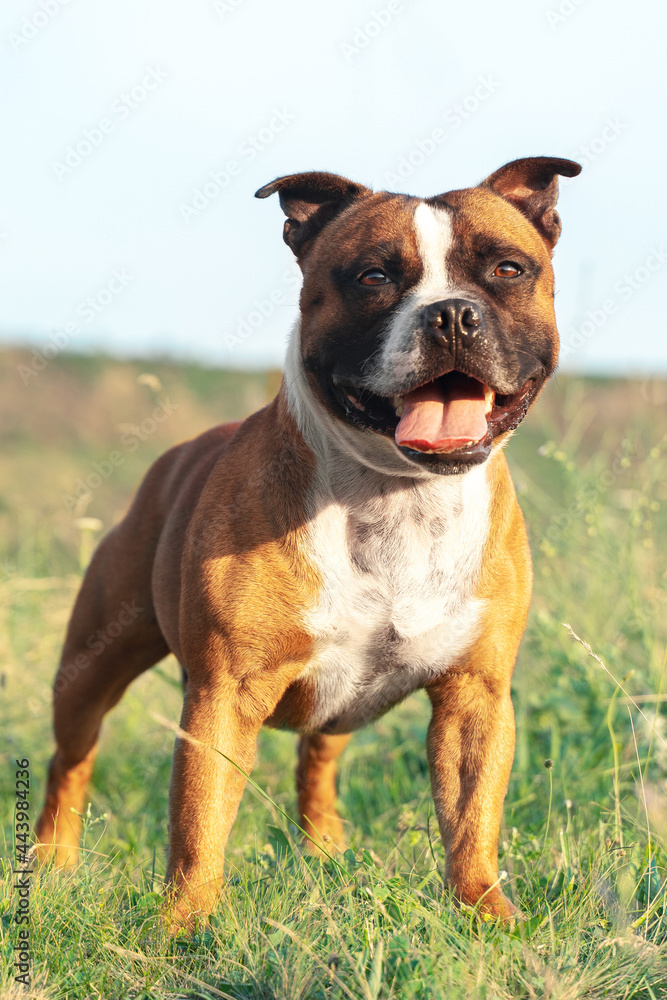 Portrait of beautiful dog of Staffordshire Bull Terrier breed, ginger and white color, standing proudly in the field. Mouth opened, tongue out. Outdoors, green lawn background, copy space.