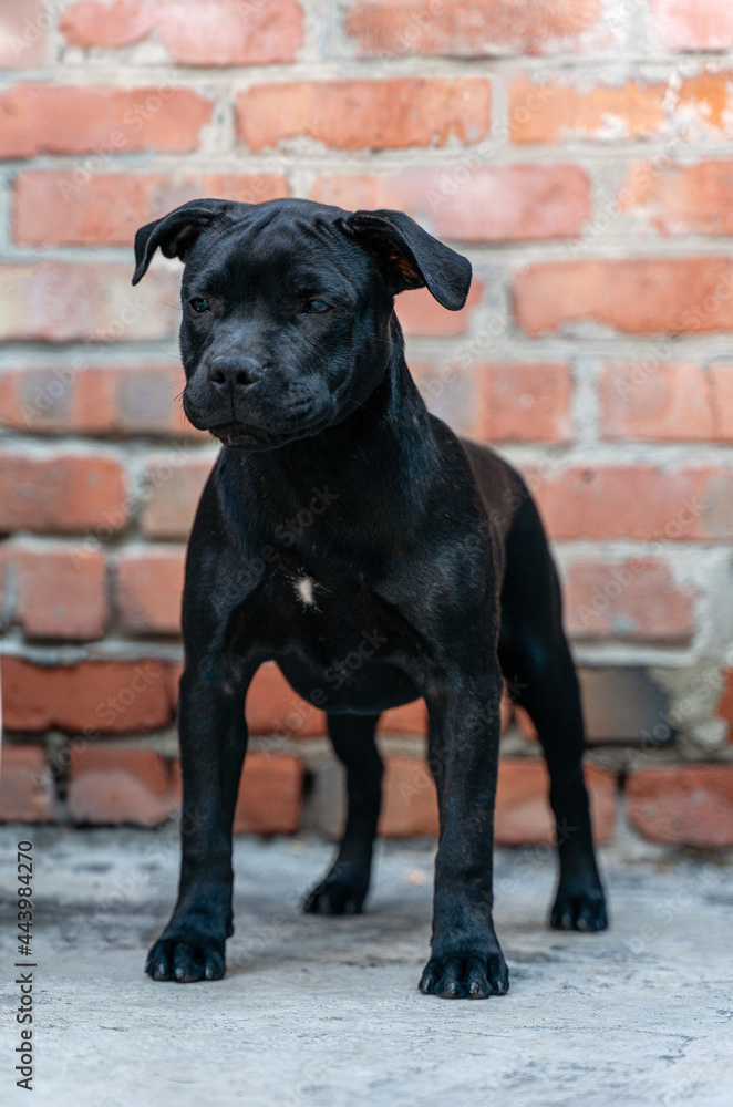 Cute little puppy of Staffordshire Bullterrier breed, deep black color, standing on brick wall background. Soft selective focus, copy space.