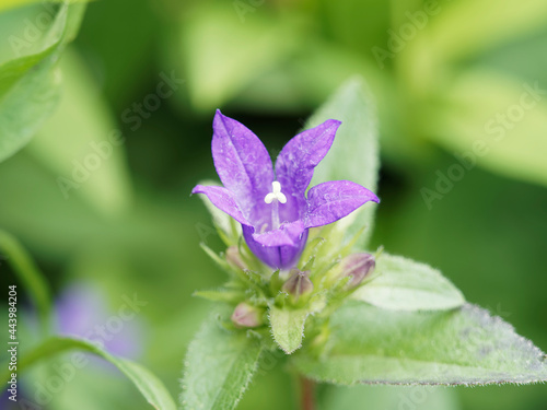 (Campanula glomerata 'Superba') Campanule agglomérée ou ganteline à fleurs étoilées ou en clochettes violet intense sur tige au feuillage lancéolé vert photo