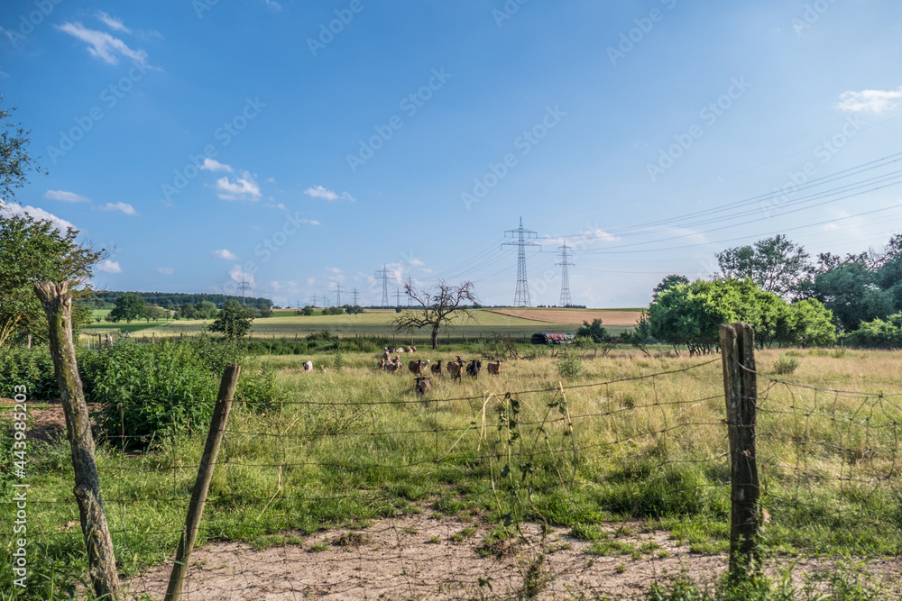 Fototapeta premium Kleine Schafherde auf der Weide