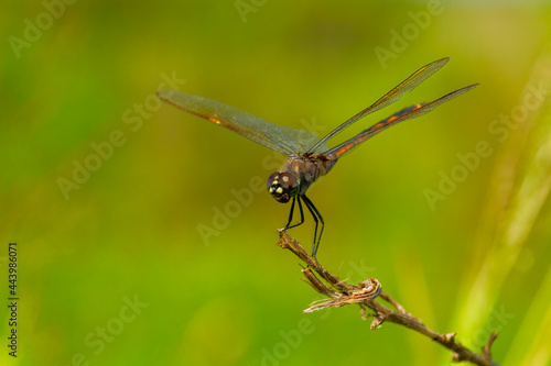 Dragonfly perched stationary on a twig.
