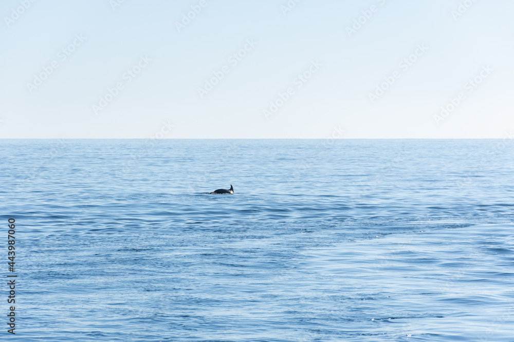 A dolphin jumps on the surface of the blue sea. Minimalistic seascape about the back of a dolphin on the horizon. Animals in the wild. Small dolphins frolic in the water. The black fin of a dolphin