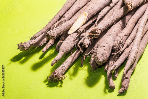 Crop of fresh unpeeled Scorzonera or Spanish salsify