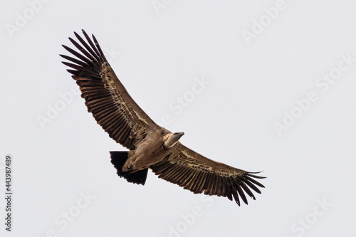 Griffon vulture  Gyps fulvus in Monfrague National Park. Extremadura  Spain