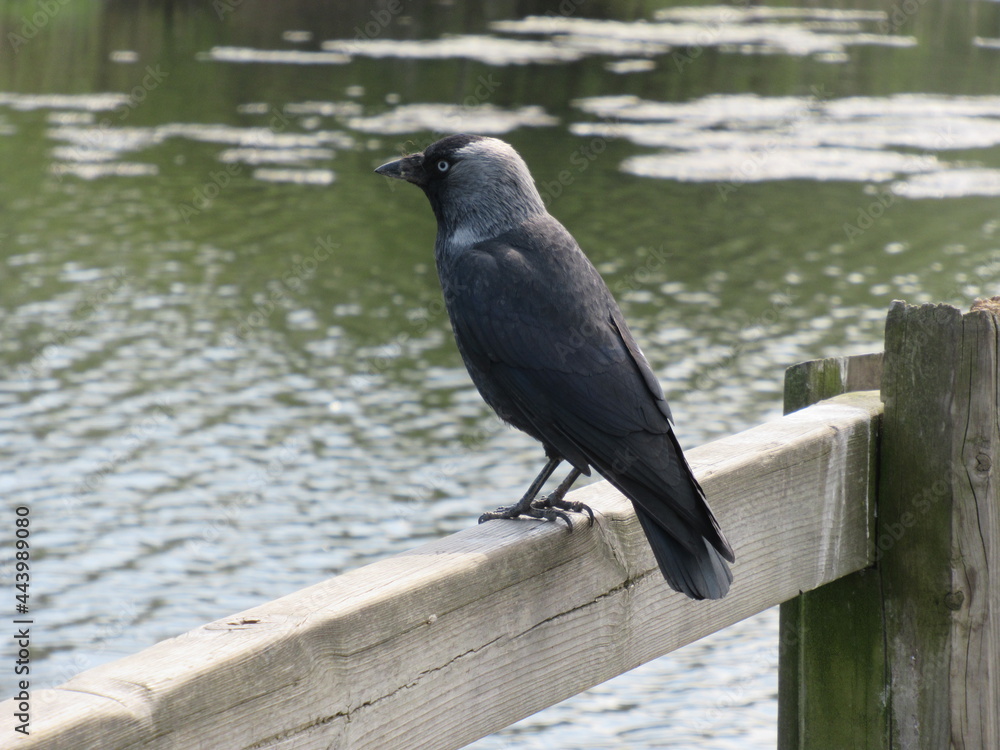 Jackdaw standing on a handrail with green water on the background. Jackdaw standing on a handrail with green water on the background.