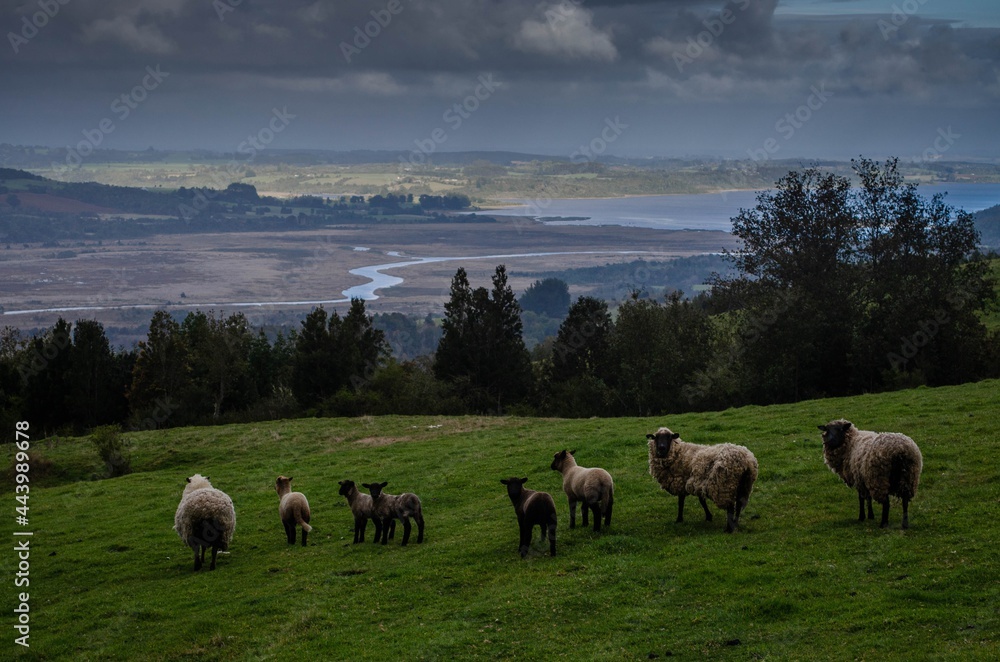 Fototapeta premium sheep in the ground