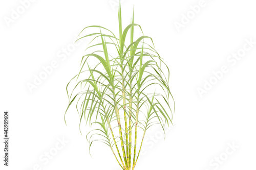 Sugar cane plant during grand growth phase isolated on white background  clipping path. 