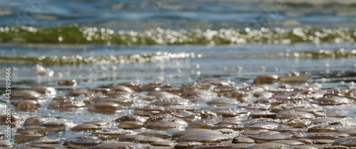 JELLYFISH - Sea creatures on the beach photo