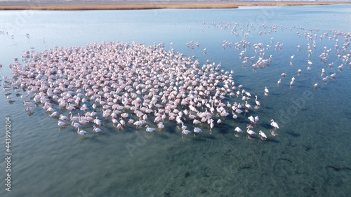 Kazakhstan, Mangystau. Pink flamingos on the lake. 