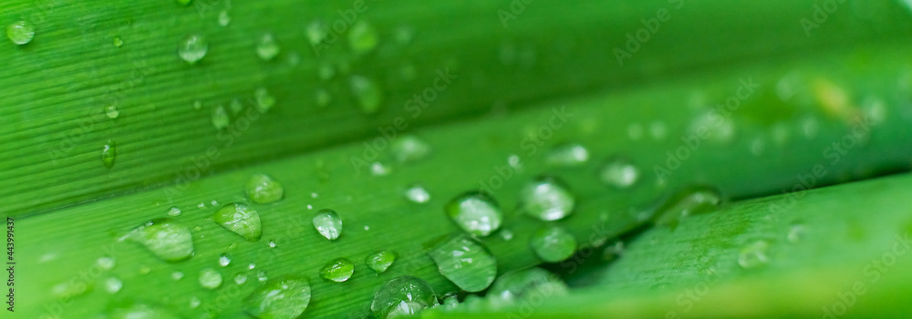 banner grass with rain drops macro. fresh green leaves. Morning dew, after the rain, the sun shines on the leaves. banner grass with rain drops macro. fresh green leaves. Morning dew, after the rain, the sun shines on the leaves.