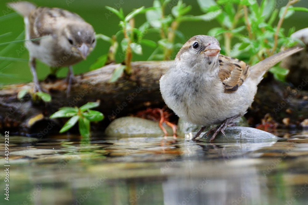 Two sparrows by the water of a bird watering hole. Czechia. Europe Two sparrows by the water of a bird watering hole. Czechia. Europe