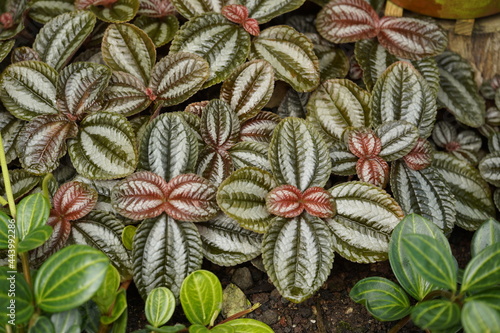 Pilea spruceana, Norfolk (silver tree) is a species of evergreen plant in the family Urticaceae, which grows up to 1 foot in height, with a spread of up to 1.5 feet.