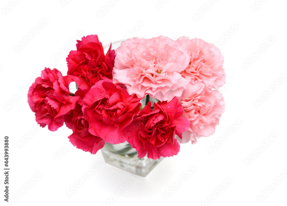 Stack Carnation flowers on white background Stack Carnation flowers on white background