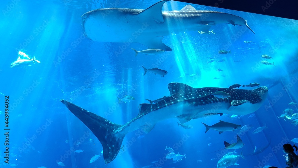 Naklejka premium 2匹のジンベエザメ