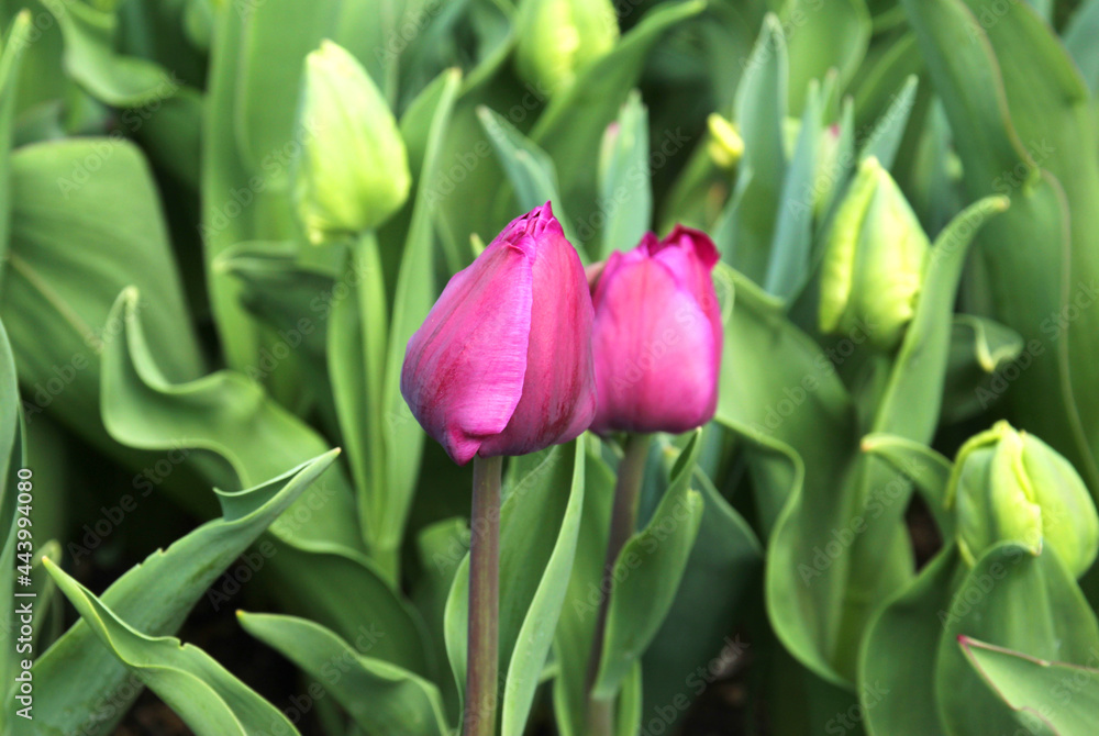 Naklejka premium beautiful bouquet of tulips, different colors 
