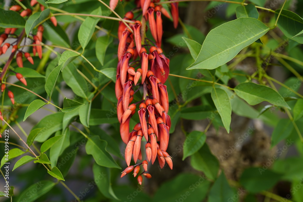 Flowers of Erythrina crista-galli. Fabaceae family. Hanover, Berggarten
Flowers of Erythrina crista-galli. Fabaceae family. Hanover, Berggarten