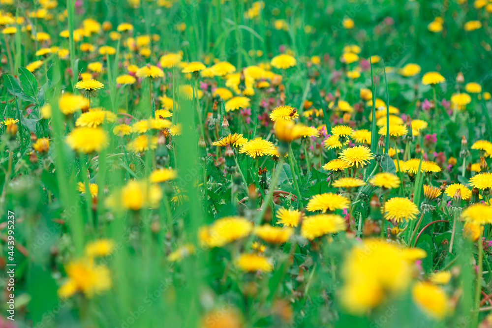 Dandelions and grass . Yellow flowers growing on the green meadow 