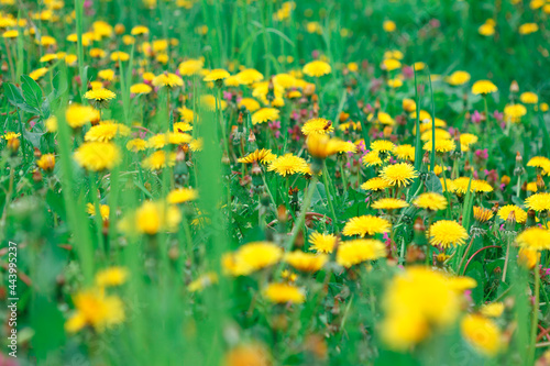 Dandelions and grass . Yellow flowers growing on the green meadow 