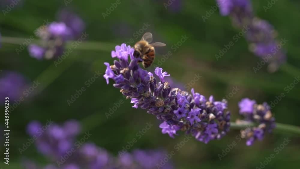 A Foraging Honey Bee Clings On To Lavender Flower and Fly Off On A Breezy Day, Macro A Foraging Honey Bee Clings On To Lavender Flower and Fly Off On A Breezy Day, Macro