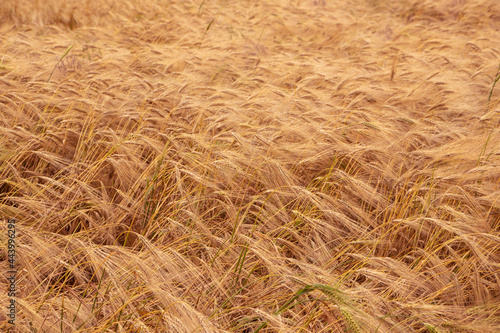 Wheat field. Ears of golden wheat. Background of ripening ears. Ripe cereal crop. close up.
