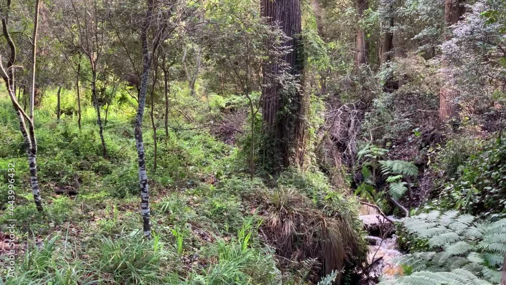 Forest creek small waterfalls forest ferns moss trees Forest creek small waterfalls forest ferns moss trees