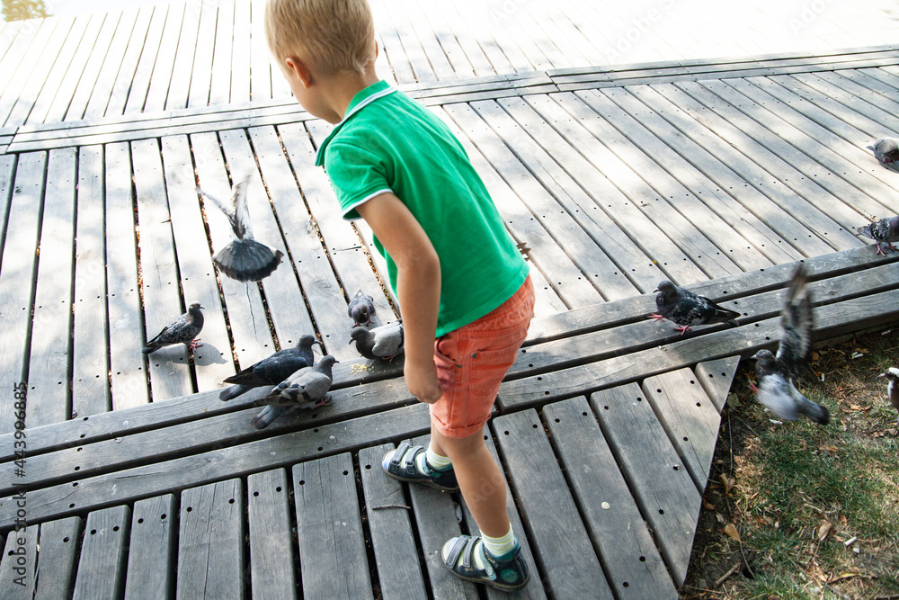 Back view of little boy feeding pigeons with bread crumb in summer day in park