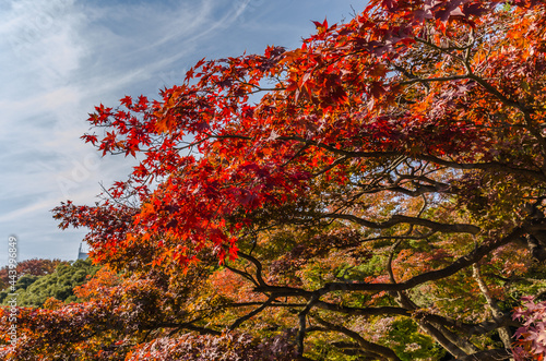 Ein Park in Japan