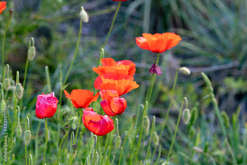 Red flower composition in green wildlife. Summer poppy flower in field. Summer iconic natural flower Red flower composition in green wildlife. Summer poppy flower in field. Summer iconic natural flower