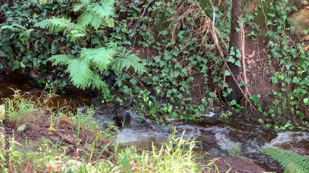 Forest creek closeup flowing mountain water rapids with dense creeper plants Forest creek closeup flowing mountain water rapids with dense creeper plants