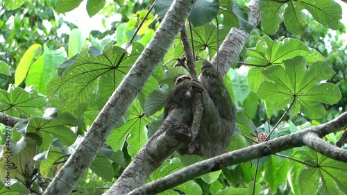 brown-throated sloth (Bradypus variegatus) photo