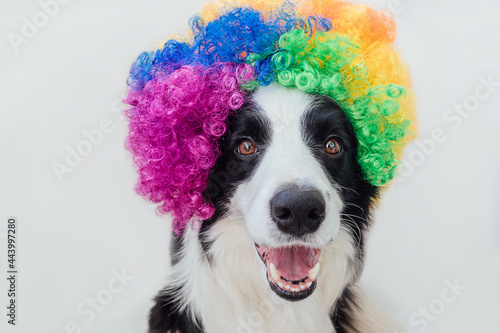 Fototapeta Naklejka Na Ścianę i Meble -  Cute puppy dog with funny face border collie wearing colorful curly clown wig isolated on white background. Funny dog portrait in clown costume in carnival or halloween party. Pet dog in circus.