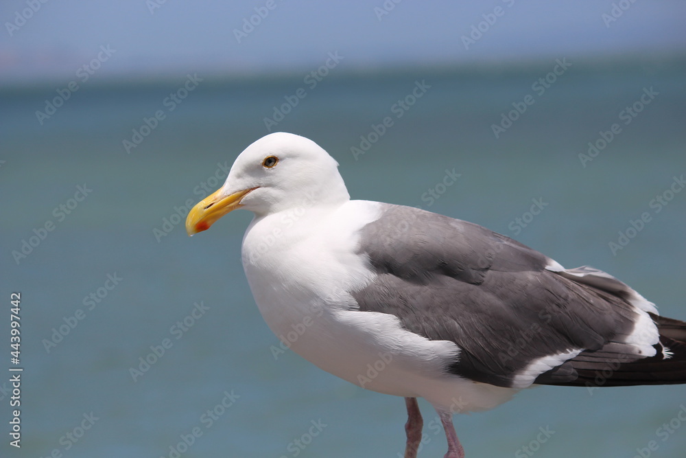 Gulls at Fisherman Wharf of San Francisco Gulls at Fisherman Wharf of San Francisco