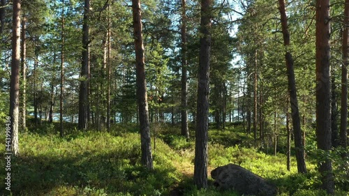 Beautiful landscape with Sunrise Sun at the Sunny Coniferous Forest. Sunlight Sunbeams Through Woods In the woodland ,camera slow motion in the pine forest
