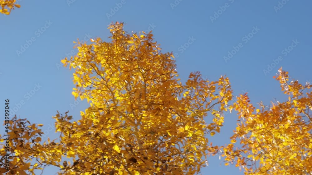Dry yellow foliage on autumn trees on blue sky background at sunny cool day, 4K Dry yellow foliage on autumn trees on blue sky background at sunny cool day, 4K