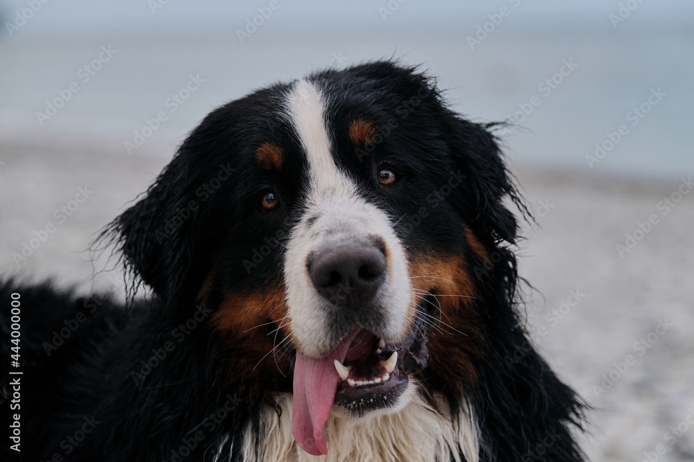 Dog on vacation looks carefully with pleasure sticking out his tongue. Portrait of fluffy mountain dog. Charming Bernese Mountain Dog spends vacation by sea, close up portrait.
