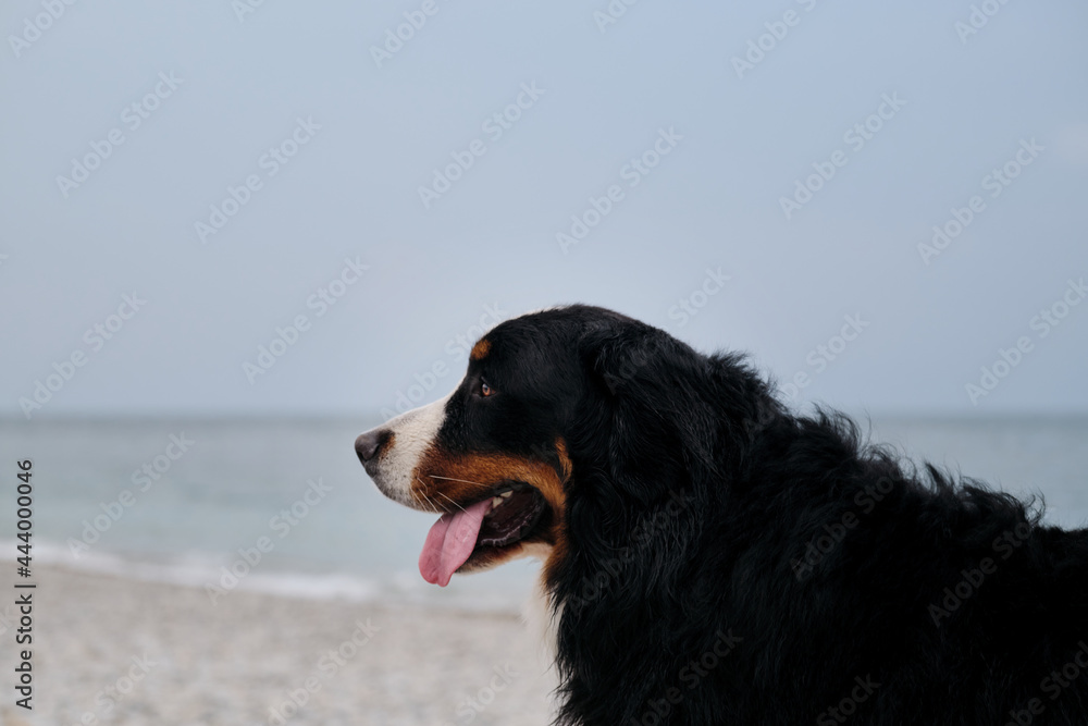 Dog on vacation looks carefully with pleasure sticking out his tongue. Portrait of fluffy mountain dog. Charming Bernese Mountain Dog spends vacation by sea, close up portrait. Dog on vacation looks carefully with pleasure sticking out his tongue. Portrait of fluffy mountain dog. Charming Bernese Mountain Dog spends vacation by sea, close up portrait.
