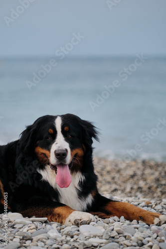 Portrait of fluffy mountain dog. Charming Bernese Mountain Dog spends its vacation by sea and enjoys life. Dog is lying on beach and looks carefully with pleasure sticking out its tongue.
