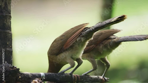 Grey-headed chachalaca (Ortalis cinereiceps ) perching on a branch and Feeding on banana photo