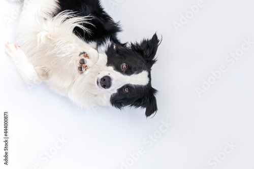 Fototapeta Naklejka Na Ścianę i Meble -  Funny portrait of cute smiling puppy dog border collie lying down isolated on white background. Pet dog with funny face looking at camera and waiting for reward. Funny pets animals life concept.