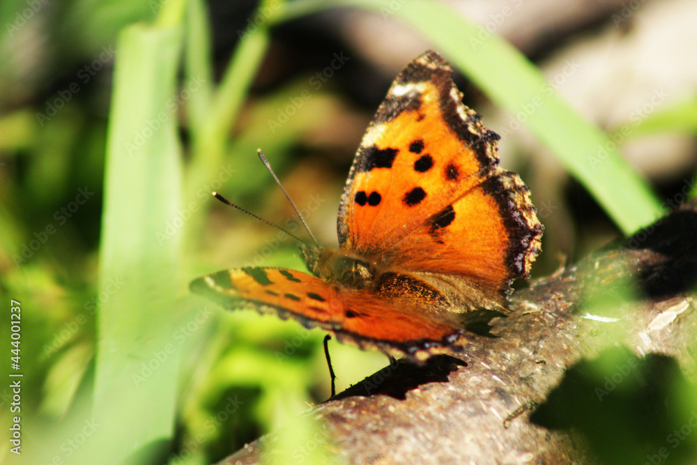 Obraz premium A butterfly landed on a branch.