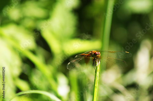 A dragonfly sitting on the grass. © Иван 
