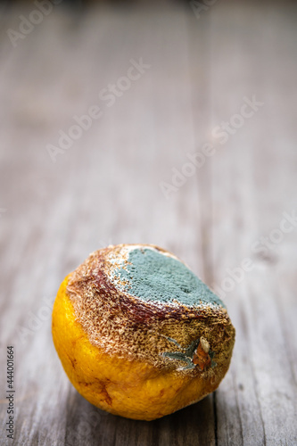 One rotten moldy lemon on a blurry wooden background. Selective focus. Space for lettering and design